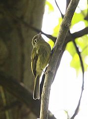 Eye-ringed Flatbill